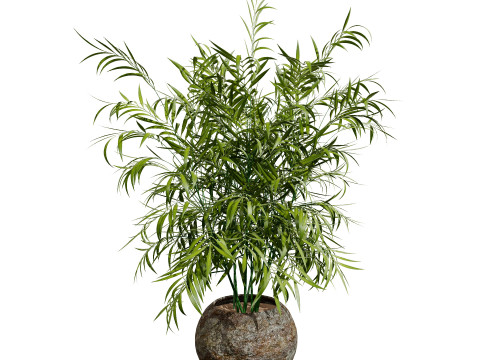 Palm Tree Potted Models 3Dモデル