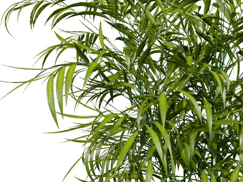 Modelli in vaso di palme Modello 3D