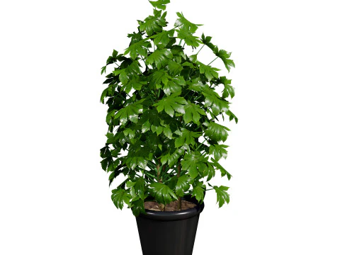 Modelli in vaso di palme Modello 3D