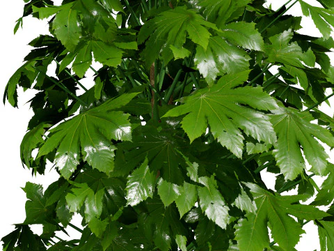 Modelli in vaso di palme Modello 3D