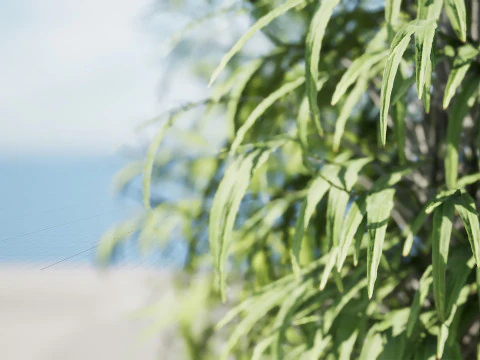 Modelli in vaso di palme Modello 3D