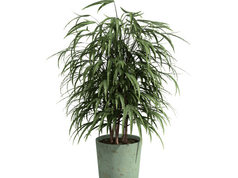 Palm Tree Potted Models 3Dモデル