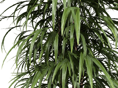 Palm Tree Potted Models 3Dモデル