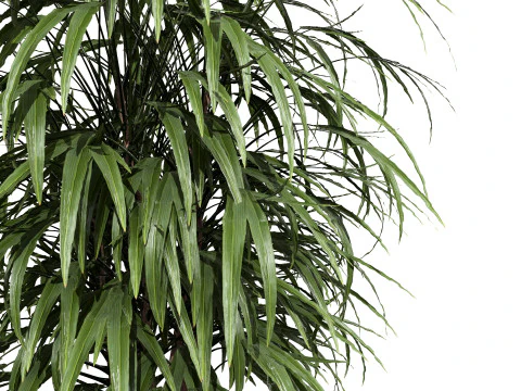 Modelli in vaso di palme Modello 3D