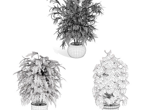 Palm Tree Potted Models 3Dモデル