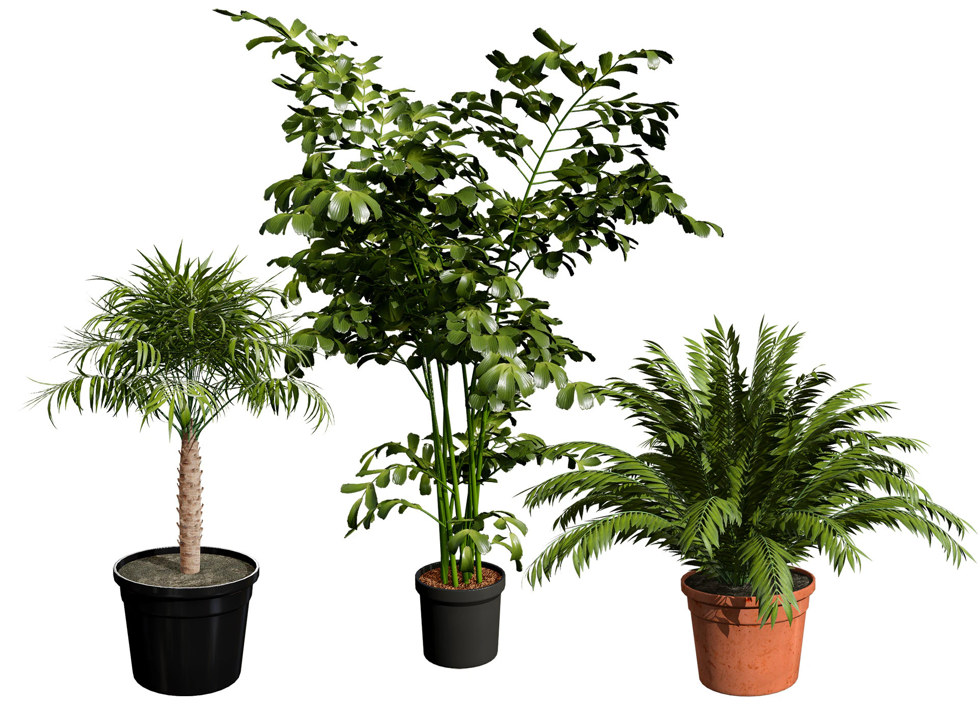 Indoor Potted Palm Collection 3D Model .c4d .max .obj .3ds .fbx .stl .blend 