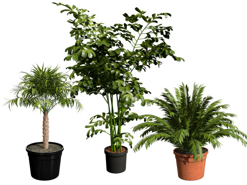 Indoor Potted Palm Collection 3D Model