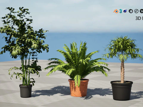 Indoor Potted Palm Collection 3D Model
