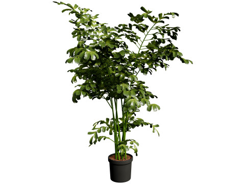 Indoor Potted Palm Collection 3Dモデル