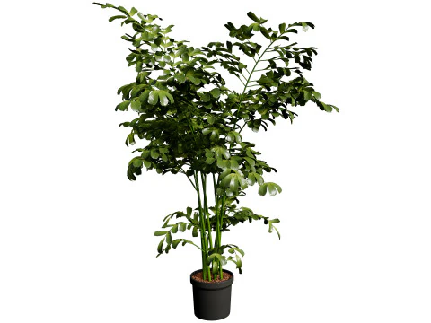 Indoor Potted Palm Collection 3D Model