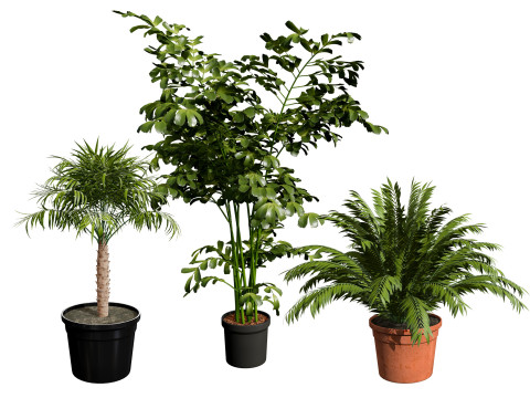 Indoor Potted Palm Collection 3Dモデル