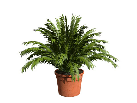 Indoor Potted Palm Collection 3D Model