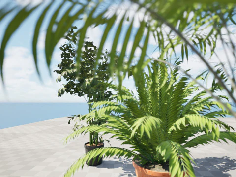 Indoor Potted Palm Collection 3D Model