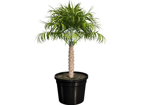 Indoor Potted Palm Collection 3D Model