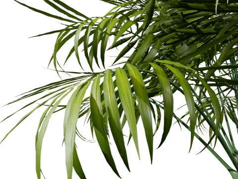 Indoor Potted Palm Collection 3D Model