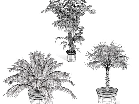 Indoor Potted Palm Collection 3Dモデル