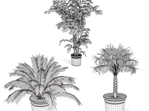 Indoor Potted Palm Collection 3D Model