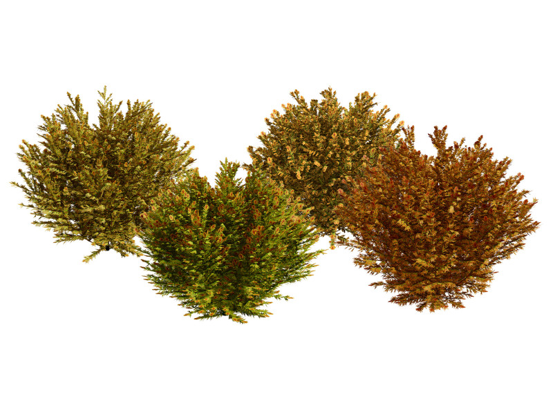 Fire Chief Arborvitae Modello 3D .c4d .max .obj .3ds .fbx .stl .blend 