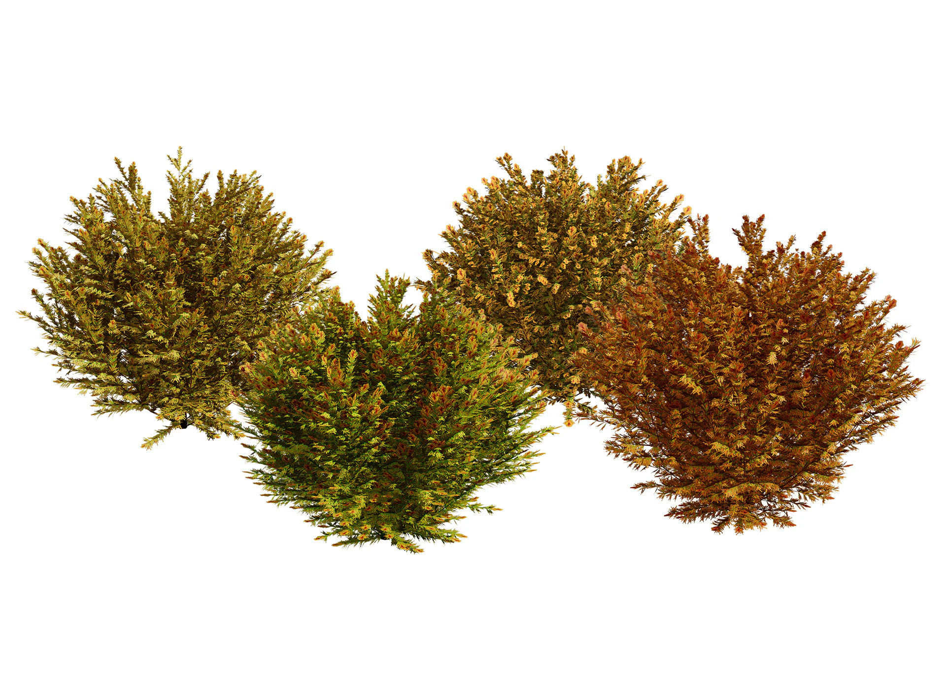 Capo dei vigili del fuoco Arborvitae Modello 3D .c4d .max .obj .3ds .fbx .stl .blend