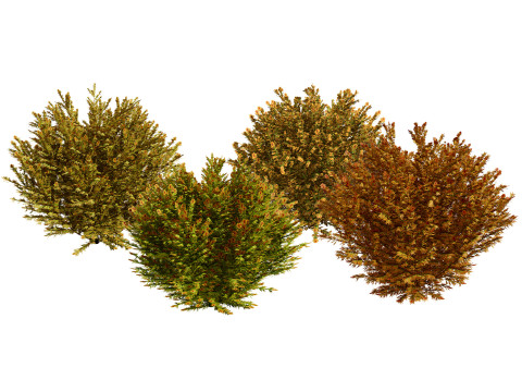 Fire Chief Arborvitae 3D Model