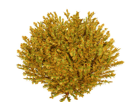 Fire Chief Arborvitae Modello 3D