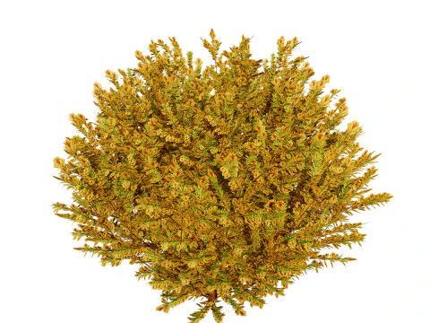 Capo dei vigili del fuoco Arborvitae Modello 3D
