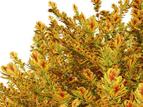 Fire Chief Arborvitae Modello 3D