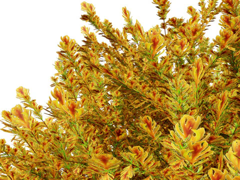 Capo dei vigili del fuoco Arborvitae Modello 3D