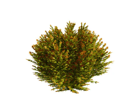 Capo dei vigili del fuoco Arborvitae Modello 3D