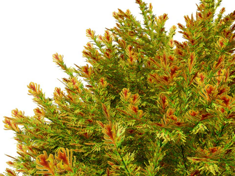 Capo dei vigili del fuoco Arborvitae Modello 3D