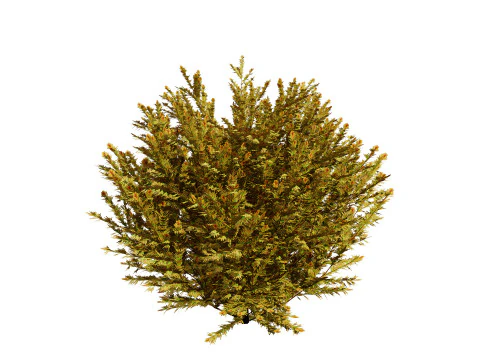 Capo dei vigili del fuoco Arborvitae Modello 3D