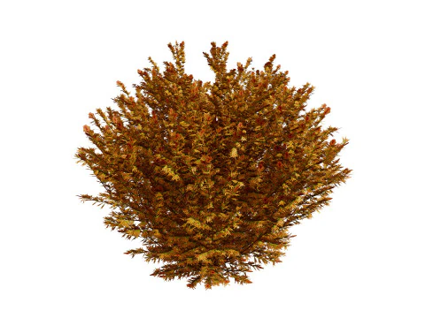 Capo dei vigili del fuoco Arborvitae Modello 3D