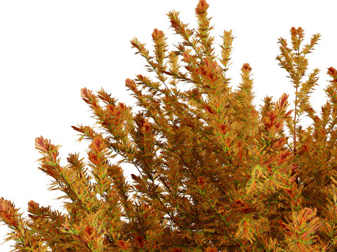 Fire Chief Arborvitae Modello 3D