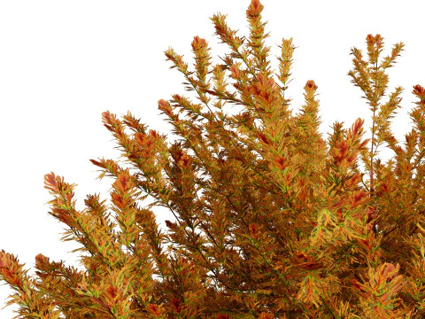 Capo dei vigili del fuoco Arborvitae Modello 3D
