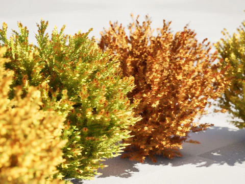 Capo dei vigili del fuoco Arborvitae Modello 3D