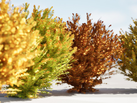 Fire Chief Arborvitae Modello 3D