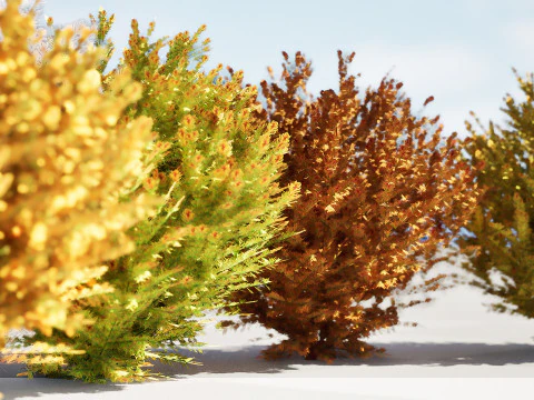 Capo dei vigili del fuoco Arborvitae Modello 3D