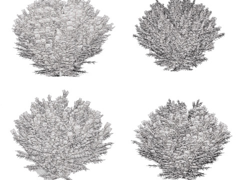Fire Chief Arborvitae Modello 3D