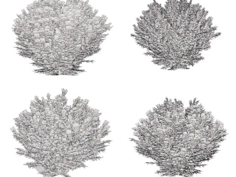 Capo dei vigili del fuoco Arborvitae Modello 3D