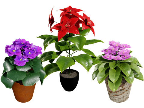 African violets and Poinsettia Plant 3D Model