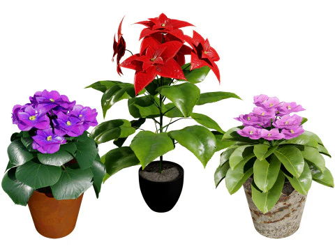 Viole africane e pianta di stella di Natale Modello 3D