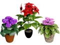 African violets and Poinsettia Plant Modèle 3D