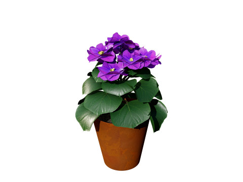 African violets and Poinsettia Plant 3D Model
