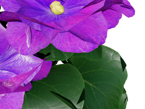 African violets and Poinsettia Plant 3D Model