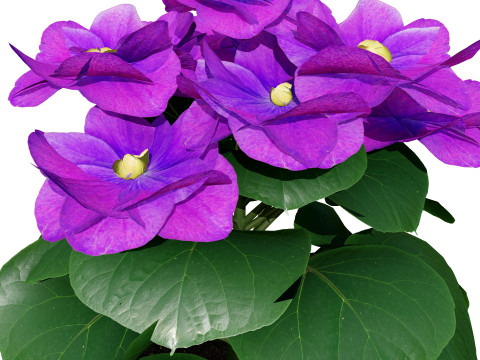 African violets and Poinsettia Plant 3D Model