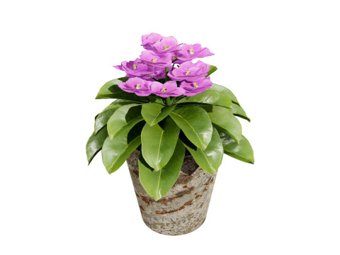 African violets and Poinsettia Plant 3D Model