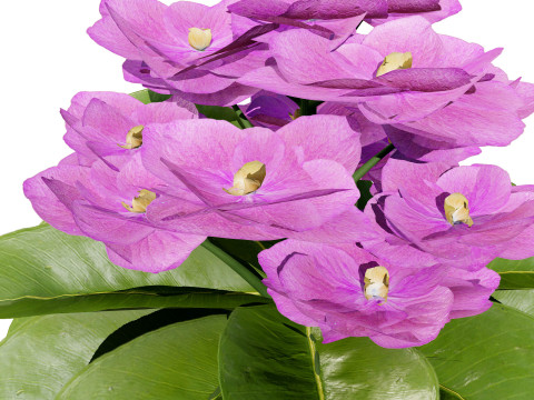 African violets and Poinsettia Plant 3D Model