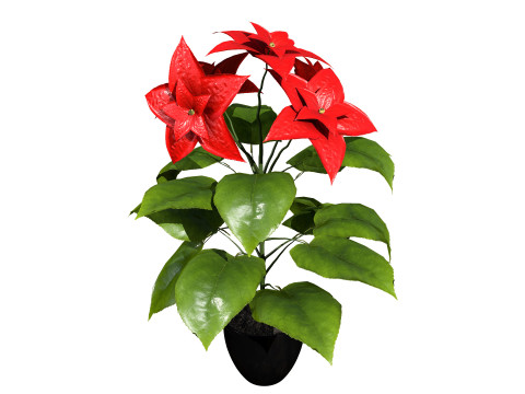 African violets and Poinsettia Plant 3D Model