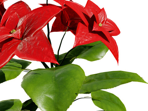 African violets and Poinsettia Plant 3D Model