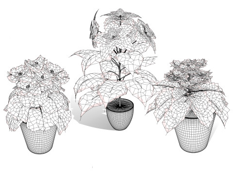 African violets and Poinsettia Plant 3D Model